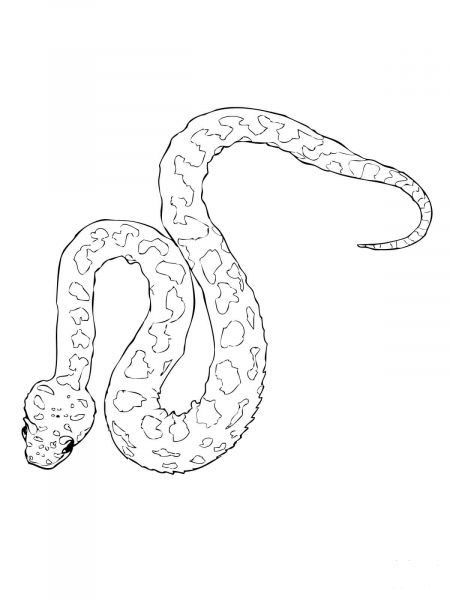 Horned Viper coloring page image
