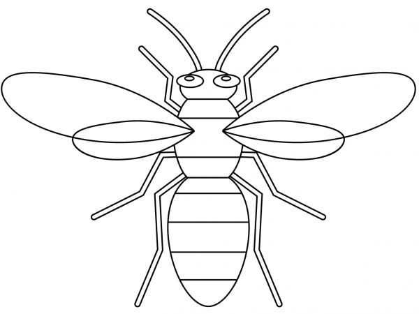 Hornet coloring page image