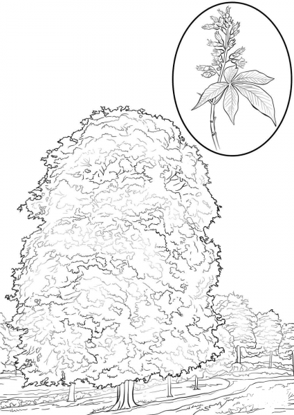 Horse chestnut coloring page image