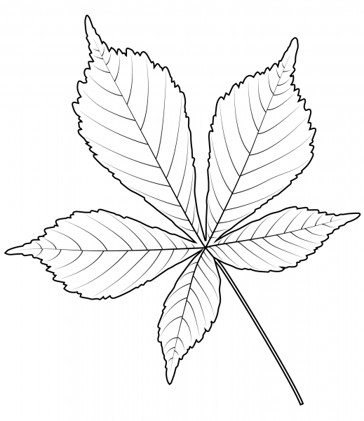 Horse Chestnut Leaf coloring page image
