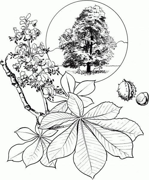 Horse Chestnut or Conker Tree coloring page image