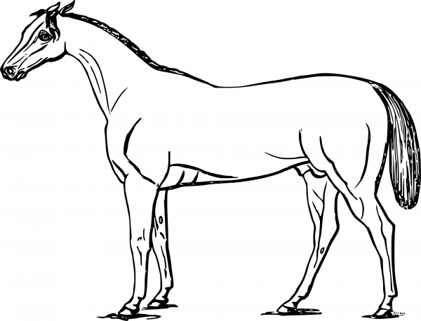 Horse coloring page image