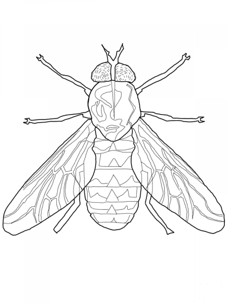Horse Fly coloring page image