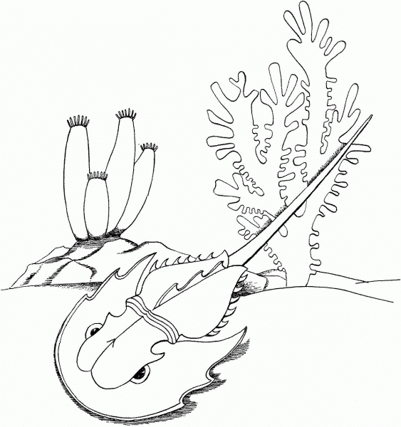 Horseshoe Crab coloring page image
