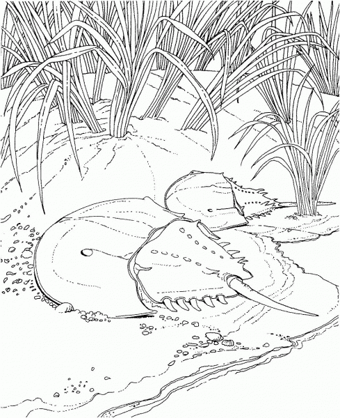 Horseshoe Crab on a Shore coloring page image