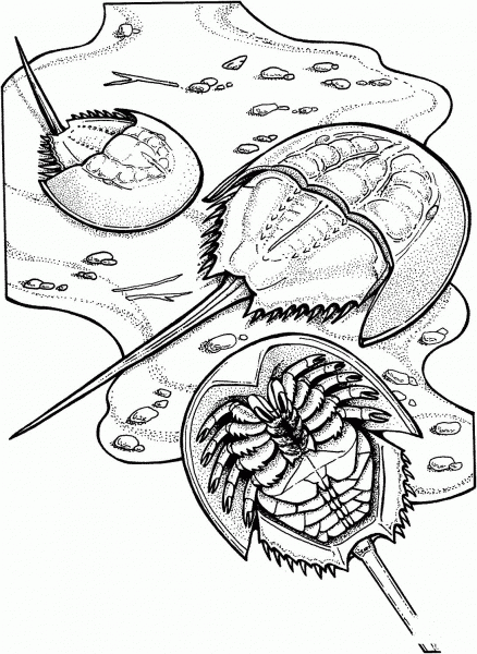 Horseshoe Crabs coloring page image