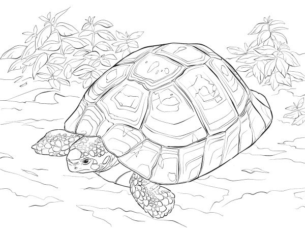 Horsfields Tortoise coloring page image
