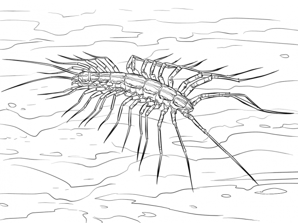 House Centipede coloring page image