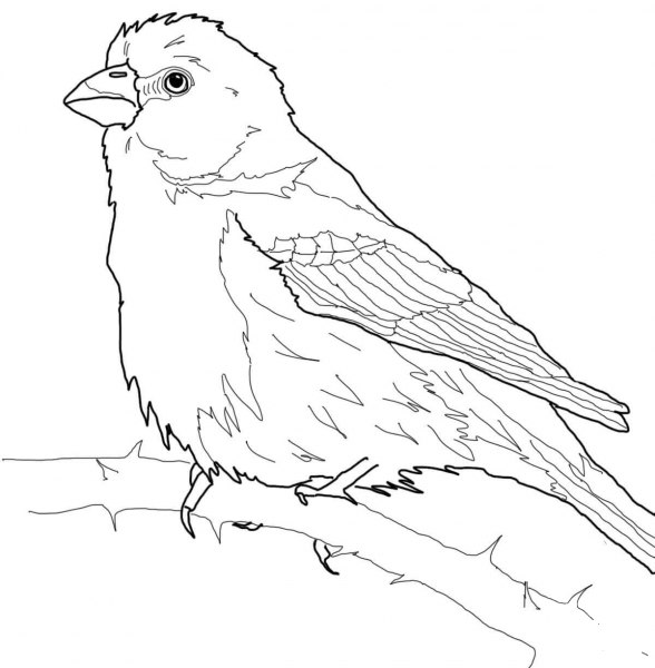 House Finch coloring page image