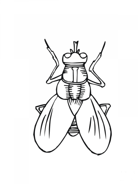 House Fly coloring page image