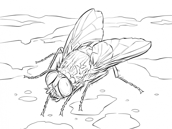 House Fly coloring page image