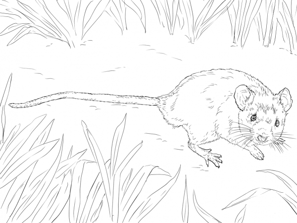 House Mouse coloring page image