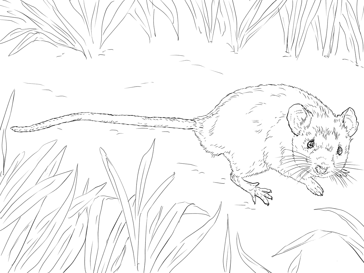 House Mouse coloring page - ColouringPages