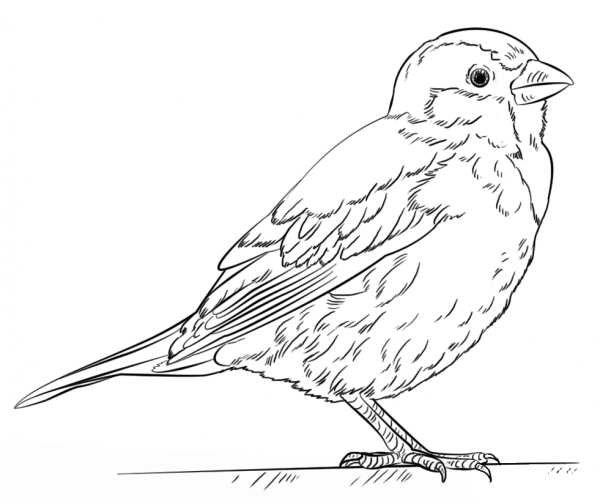 House Sparrow coloring page image