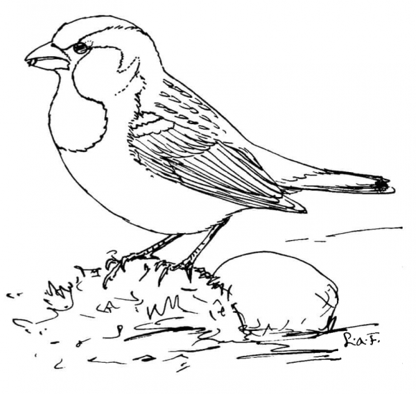 House Sparrow coloring page image