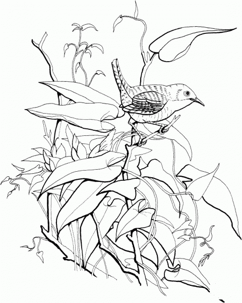 House Wren coloring page image