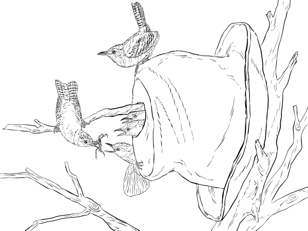 House Wrens coloring page image