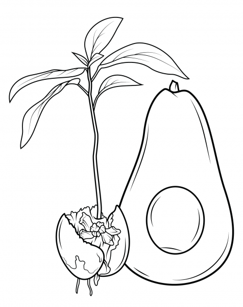 How Avocado Grows coloring page image