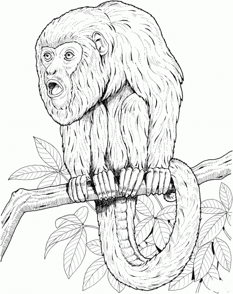 Howler Monkey on a Tree coloring page image
