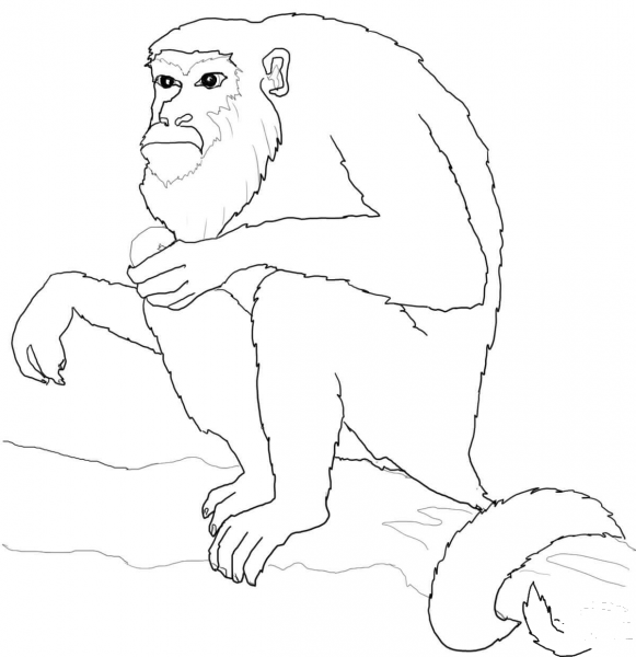 Howler Monkey Sits on Tree coloring page image