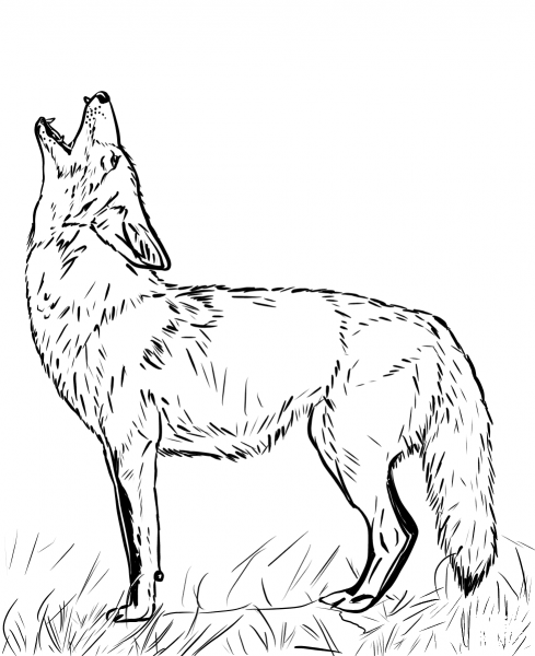 Howling Coyote coloring page image