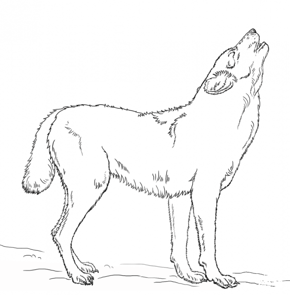 Howling Wolf coloring page image
