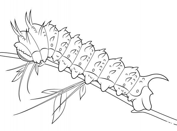 Hubbards Silkmoth Caterpillar coloring page image