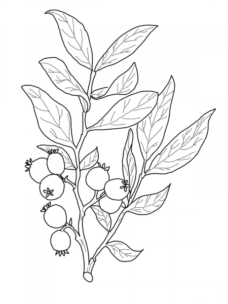 Huckleberry Branch coloring page image