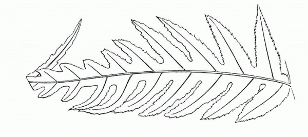 Huge Fern Leaf coloring page image