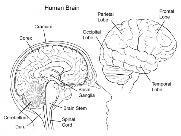 Human Brain Anatomy coloring page image