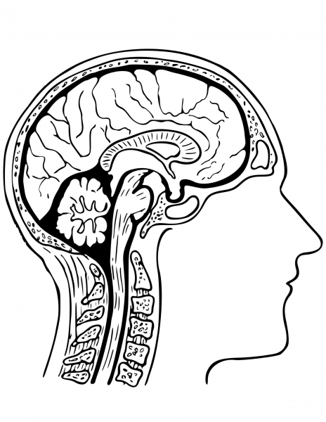 Human Brain  coloring page image