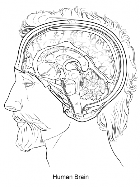 Human Brain coloring page image