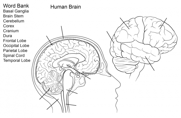 Human Brain Worksheet coloring page image