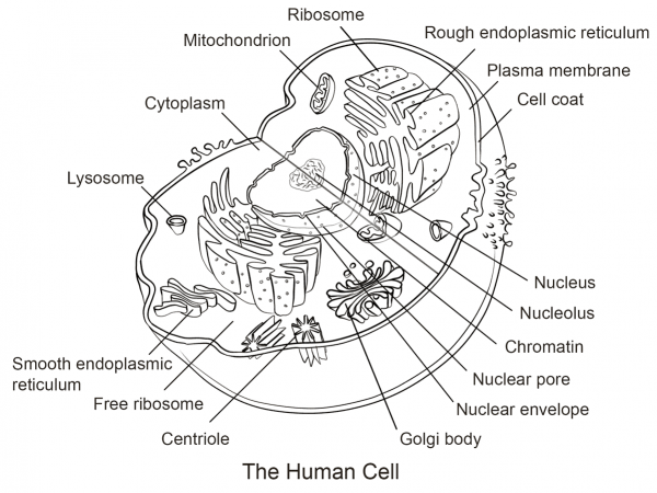 Human Cell coloring page image