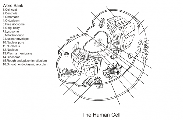 Human Cell Worksheet coloring page image