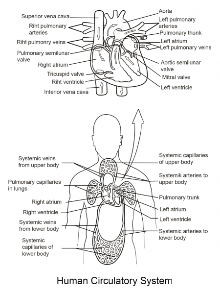 Human Circulatory System coloring page image