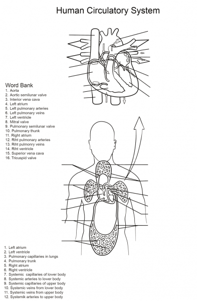 Human Circulatory System Worksheet coloring page image