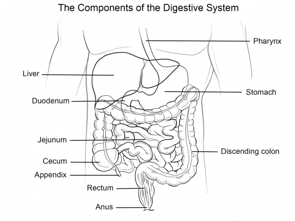 Human Digestive System coloring page image