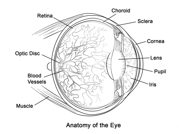 Human Eye Anatomy coloring page image