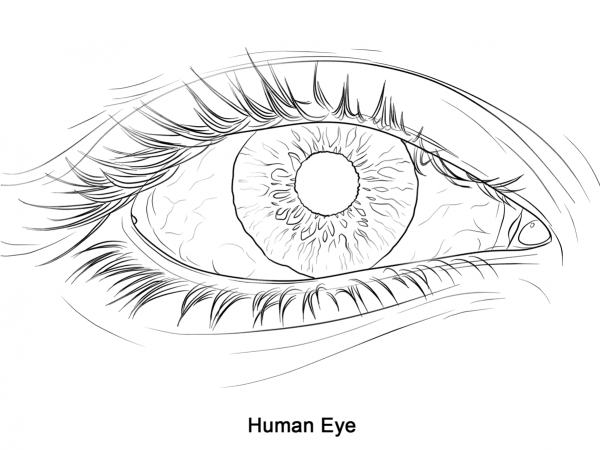 Human Eye coloring page image