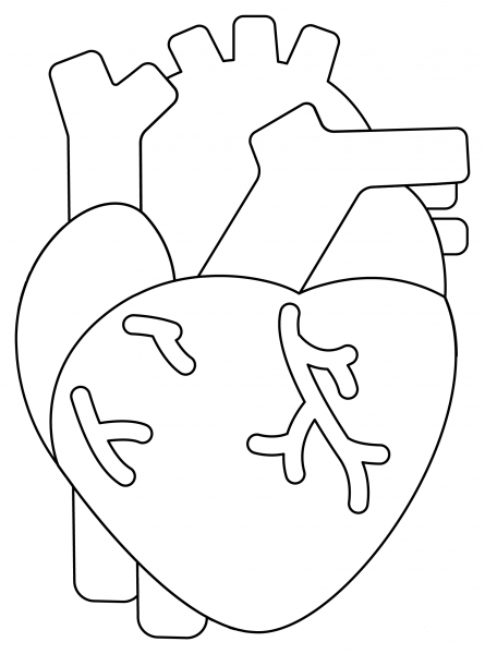 Human Heart coloring page image