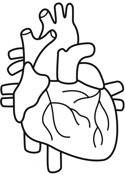Human Heart coloring page image