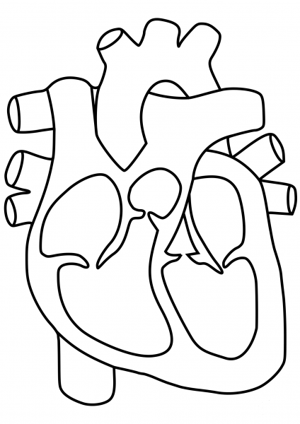 Human Heart coloring page image
