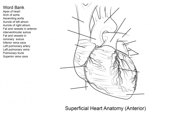 Human Heart Worksheet coloring page image