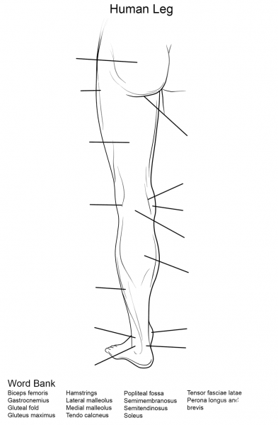 Human Leg Worksheet coloring page image