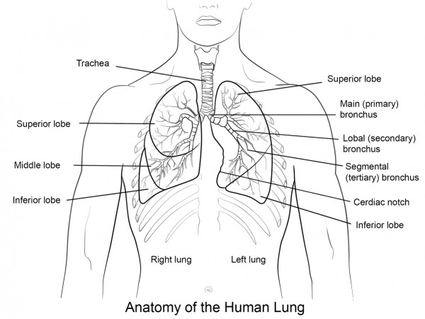Human Lungs coloring page image