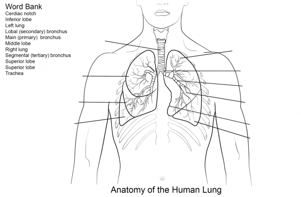 Human Lungs Worksheet coloring page image