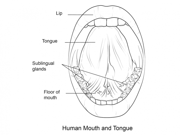 Human Mouth and Tongue coloring page image