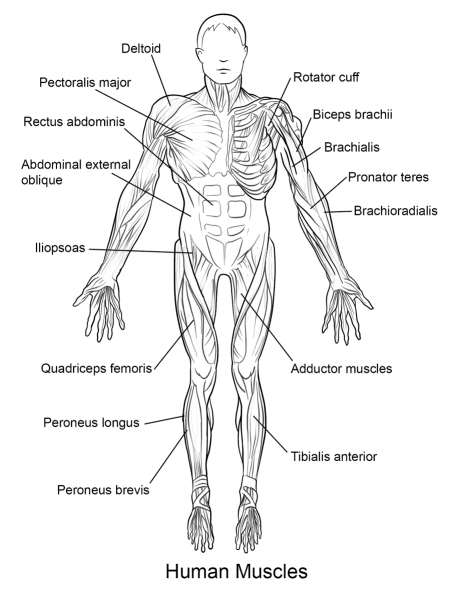 Human Muscles Front View coloring page image
