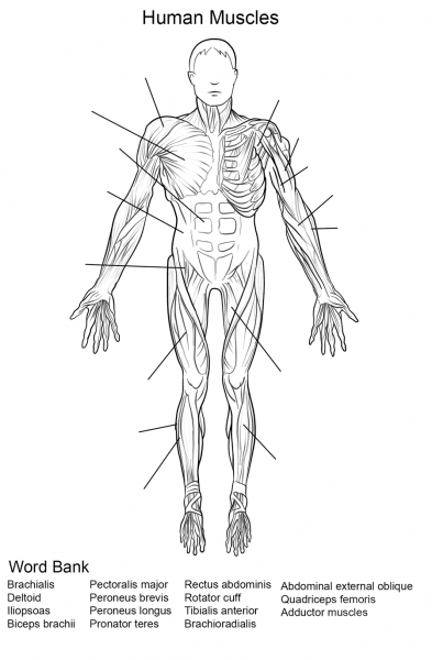 Human Muscles Front View Worksheet coloring page image